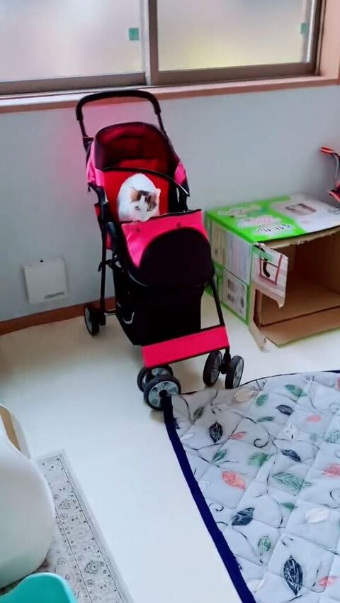 そばに来ようとする猫