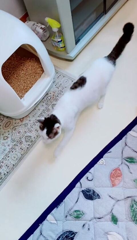 歩いてる猫