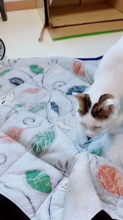 足の匂いを確認しようとしてる猫