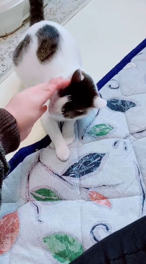 なでられてる猫
