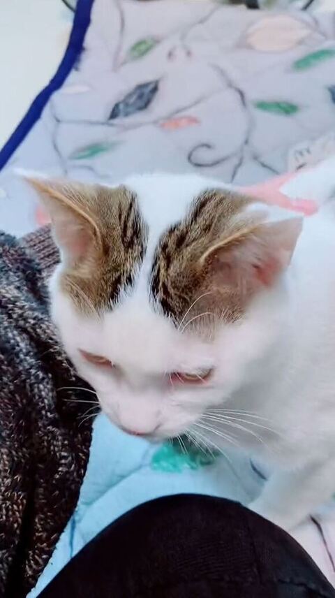 猫ちゃんの頭
