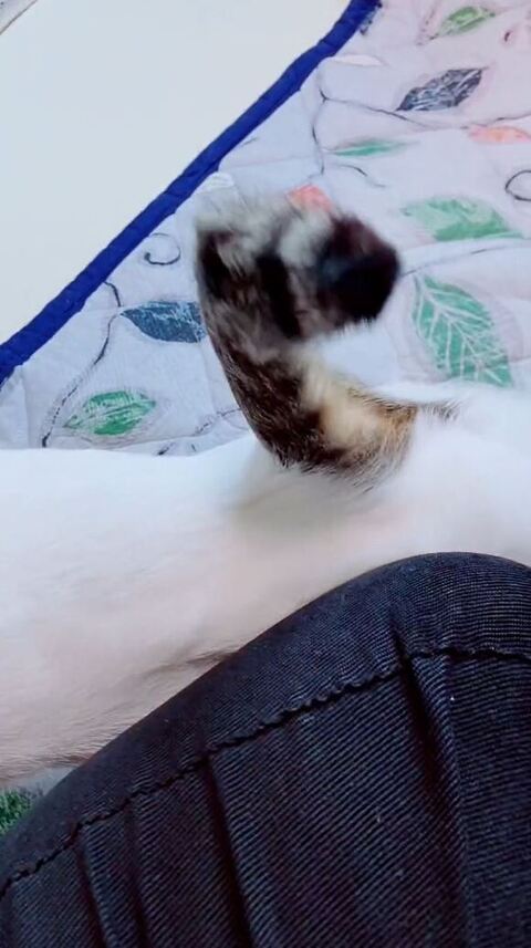 猫のしっぽの写真
