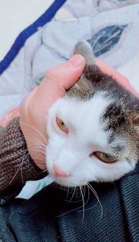 猫ちゃんアップの画像