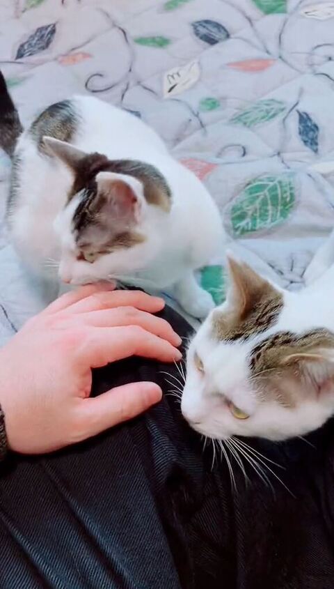 飼い主さんのそばにいる猫
