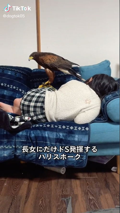 ドS発揮するハリスホーク