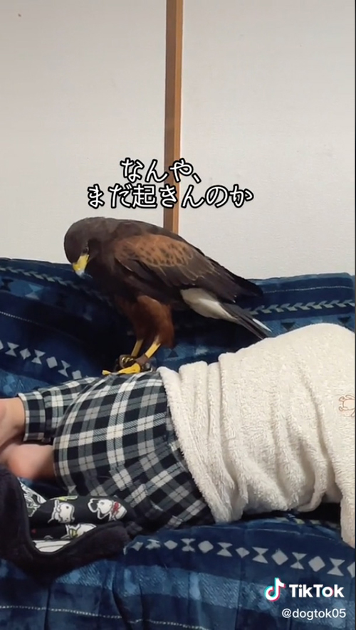 まだおきんのか