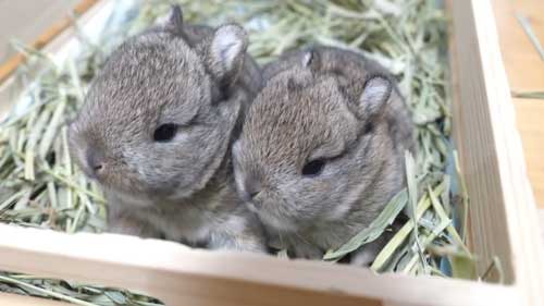 双子うさぎ