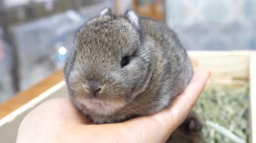 うさぎの子ども