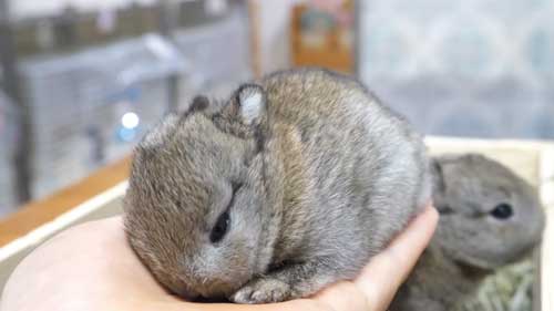 子うさぎ