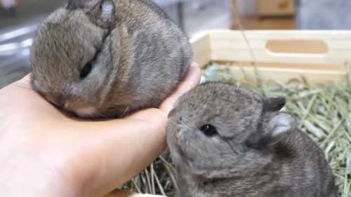 手の上に乗りたがるうさぎ