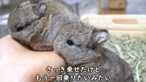 赤ちゃんうさぎ