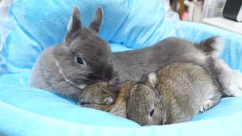 かわいいうさぎ