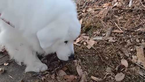 超大型犬 グレート・ピレニーズ 格下 息子 相手 ワガママ 散歩