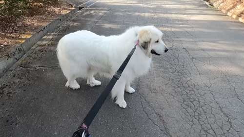 超大型犬 グレート・ピレニーズ 格下 息子 相手 ワガママ 散歩