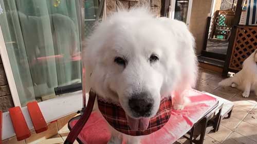 超大型犬 グレート・ピレニーズ 格下 息子 相手 ワガママ 散歩