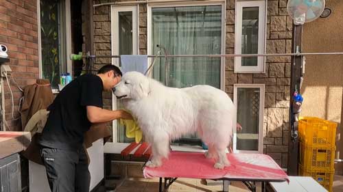 超大型犬 グレート・ピレニーズ 格下 息子 相手 ワガママ 散歩