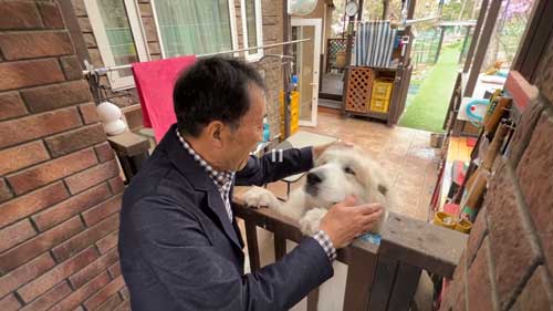 超大型犬 グレート・ピレニーズ 格下 息子 相手 ワガママ 散歩