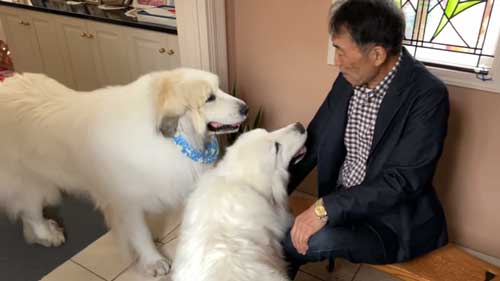 超大型犬 グレート・ピレニーズ 格下 息子 相手 ワガママ 散歩