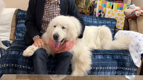 超大型犬 グレート・ピレニーズ 格下 息子 相手 ワガママ 散歩