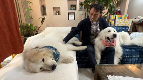 超大型犬 グレート・ピレニーズ 格下 息子 相手 ワガママ 散歩