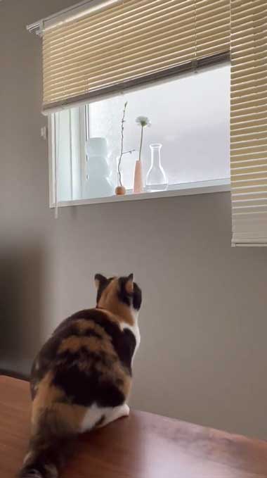 ジャンプ前の猫