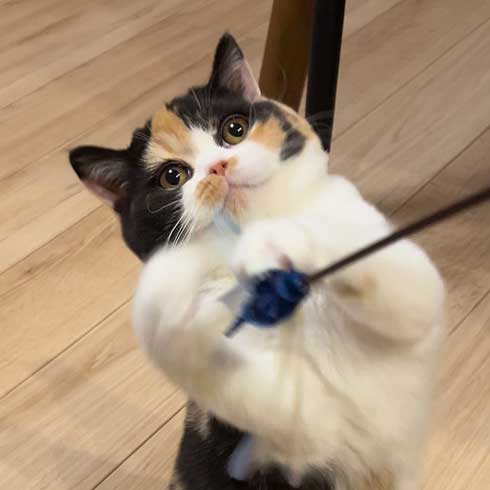 キラキラおめめの猫