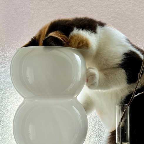 花瓶をのぞく猫