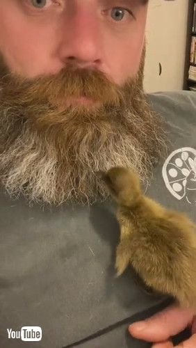 「Duckling Likes Sleeping in Guys Beard || ViralHog」