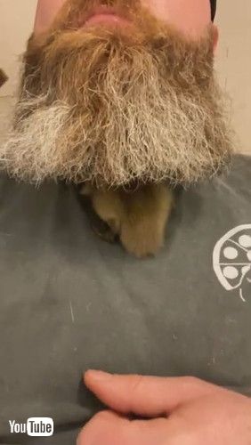 「Duckling Likes Sleeping in Guys Beard || ViralHog」