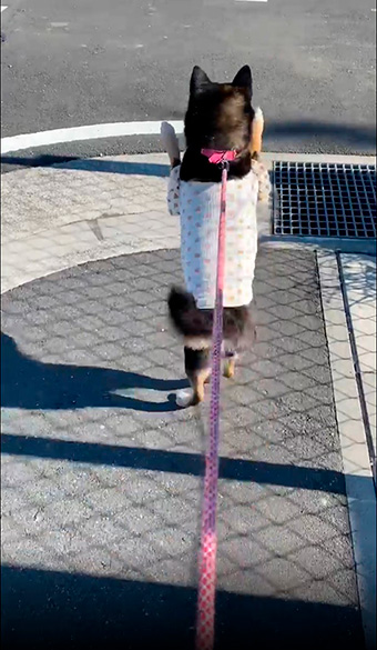 ジャンプする黒柴犬