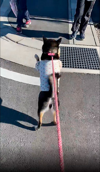 かわいい黒柴犬