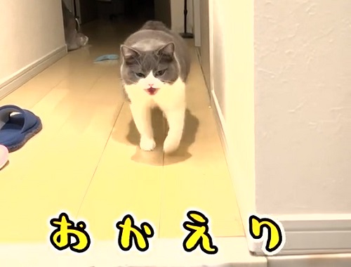 お出迎えする猫