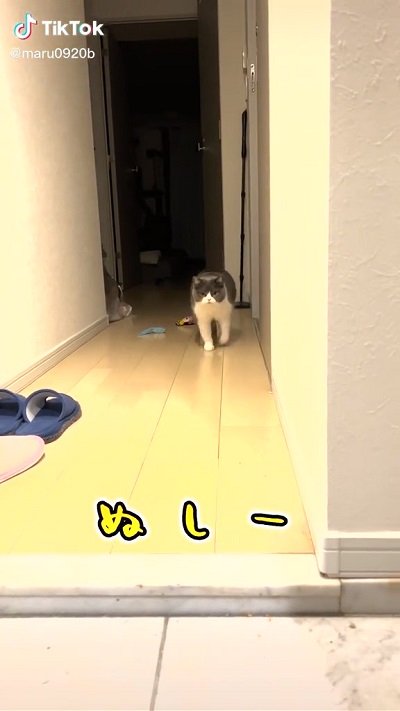 お出迎えする猫