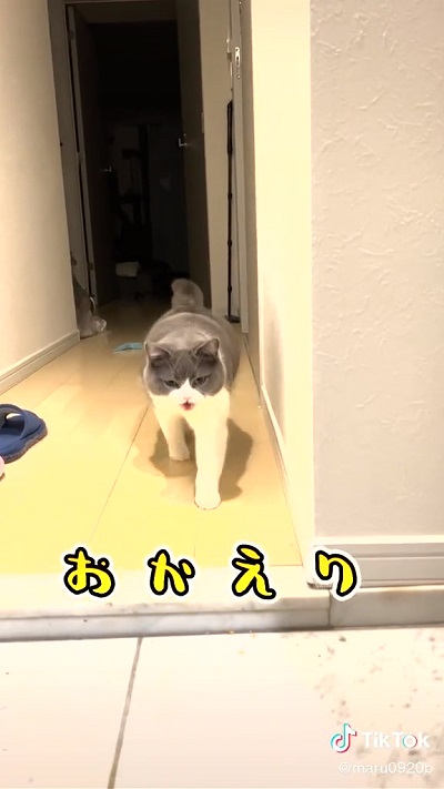 お出迎えする猫