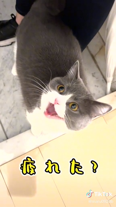お出迎えする猫