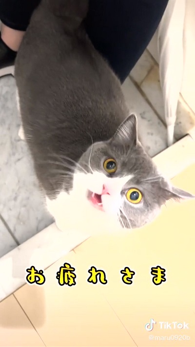 お出迎えする猫