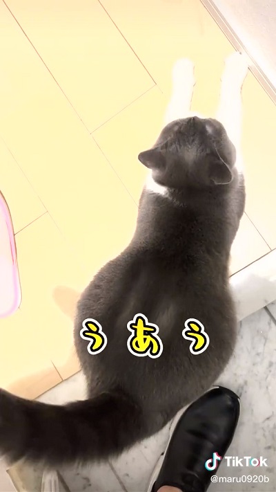 お出迎えする猫