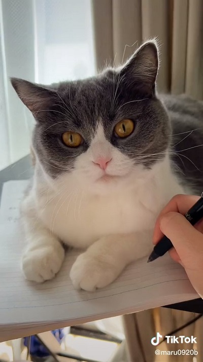 ブリティッシュショートヘア