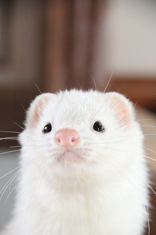 ももちゃん顔アップ