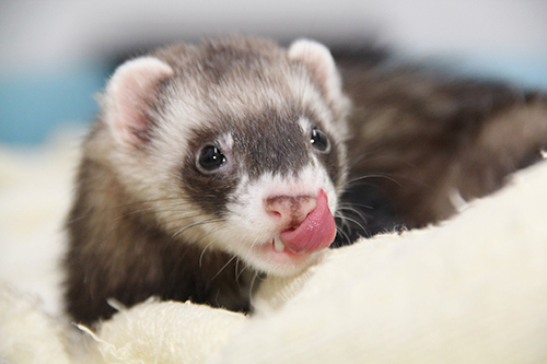 舌ペロぺっぱーくん