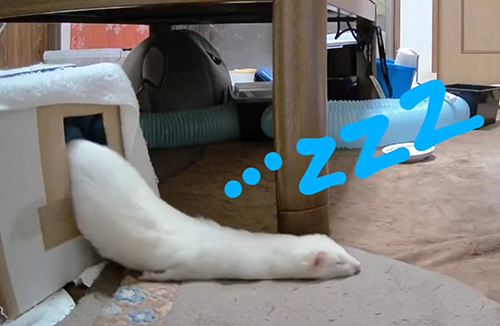 もう少し出てきたももちゃん