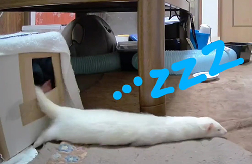 うしろあしが出たももちゃん