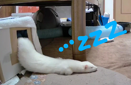 まえあしを動かすももちゃん