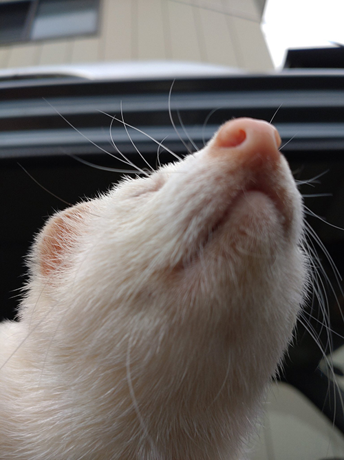 ドヤ顔ももちゃん