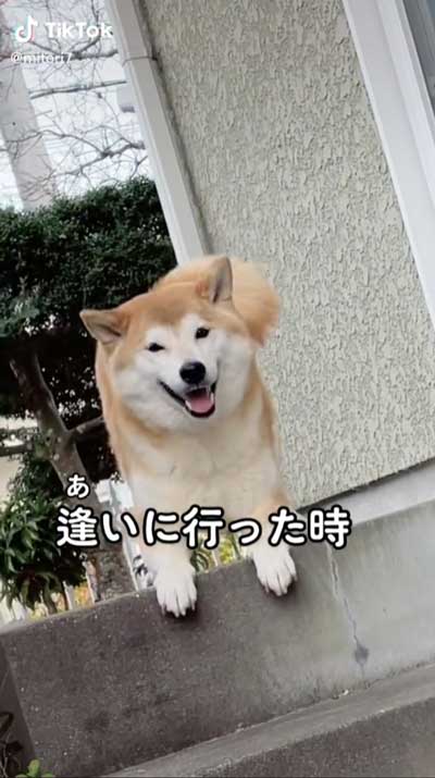柴犬の表情
