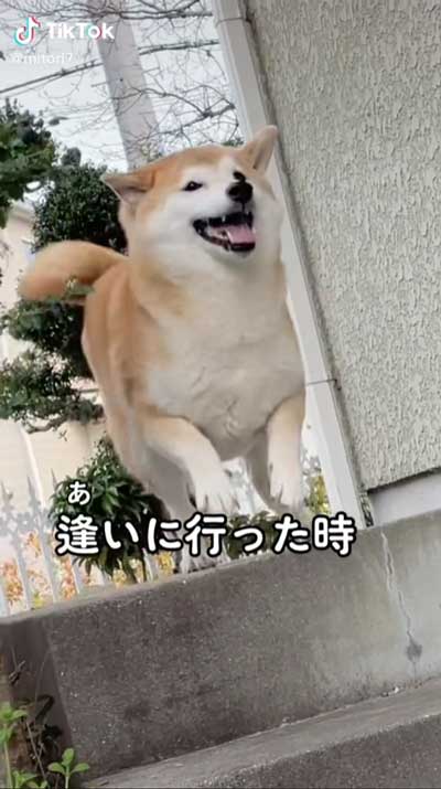 柴犬 会いに行ったとき 帰るとき 反応 リアクション 表情 違い 差