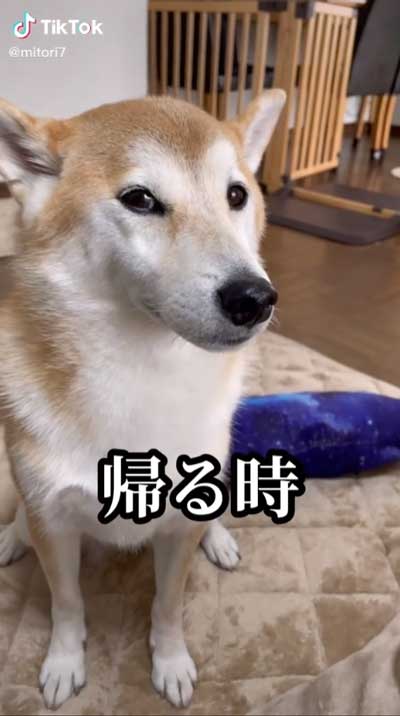 柴犬 会いに行ったとき 帰るとき 反応 リアクション 表情 違い 差