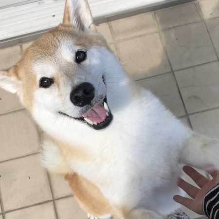 柴犬 会いに行ったとき 帰るとき 反応 リアクション 表情 違い 差