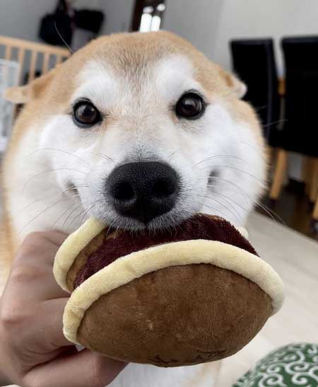 柴犬 会いに行ったとき 帰るとき 反応 リアクション 表情 違い 差