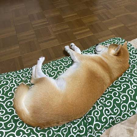 柴犬 会いに行ったとき 帰るとき 反応 リアクション 表情 違い 差